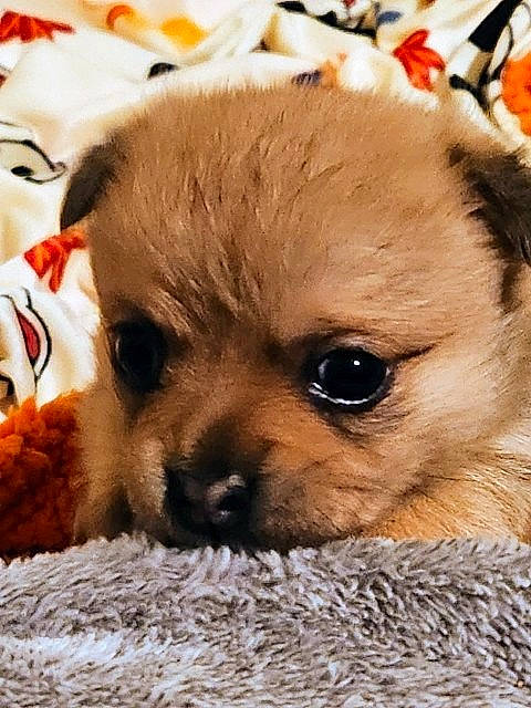 January Green joined the competition — help win amazing prizes! canidae, carnivore, chihuahua, companion_dog, corgi_chihuahua, dog, dog_breed, dog_supply, fawn, fur, liver, non_sporting_group, pet_supply, puppy, snout, sporting_group, terrestrial_animal, toy_dog, whiskers, working_animal