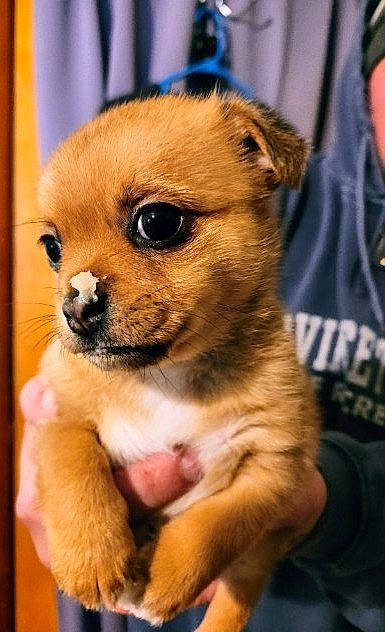 January Green is registered to the contest to win money with this photo: ancient_dog_breeds, canidae, carnivore, chihuahua, collar, companion_dog, corgi_chihuahua, dog, dog_breed, fawn, fur, non_sporting_group, paw, puppy, snout, sporting_group, terrestrial_animal, toy_dog, whiskers, working_animal