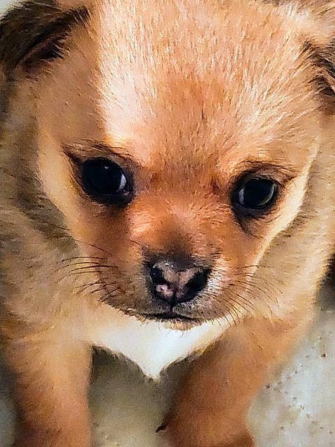 January Green is registered to the contest to win money with this photo: ancient_dog_breeds, canidae, carnivore, close_up, companion_dog, dog, dog_breed, fawn, fur, non_sporting_group, snout, sporting_group, terrestrial_animal, toy_dog, whiskers