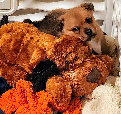 January Green joined the competition — help win amazing prizes! canidae, carnivore, comfort, companion_dog, dog, dog_breed, dog_supply, fawn, fur, nap, plush, snout, sporting_group, stuffed_toy, teddy_bear, terrestrial_animal, toy, toy_dog, whiskers, working_animal