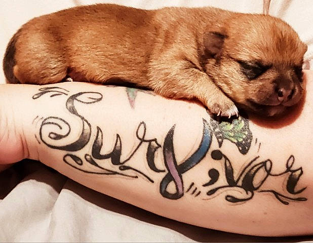 January Green joined the competition — help win amazing prizes! carnivore, comfort, companion_dog, dog, dog_breed, elbow, flesh, font, fur, human_leg, liver, pattern, skin, sporting_group, tattoo, temporary_tattoo, terrestrial_animal, whiskers, working_animal, wrist