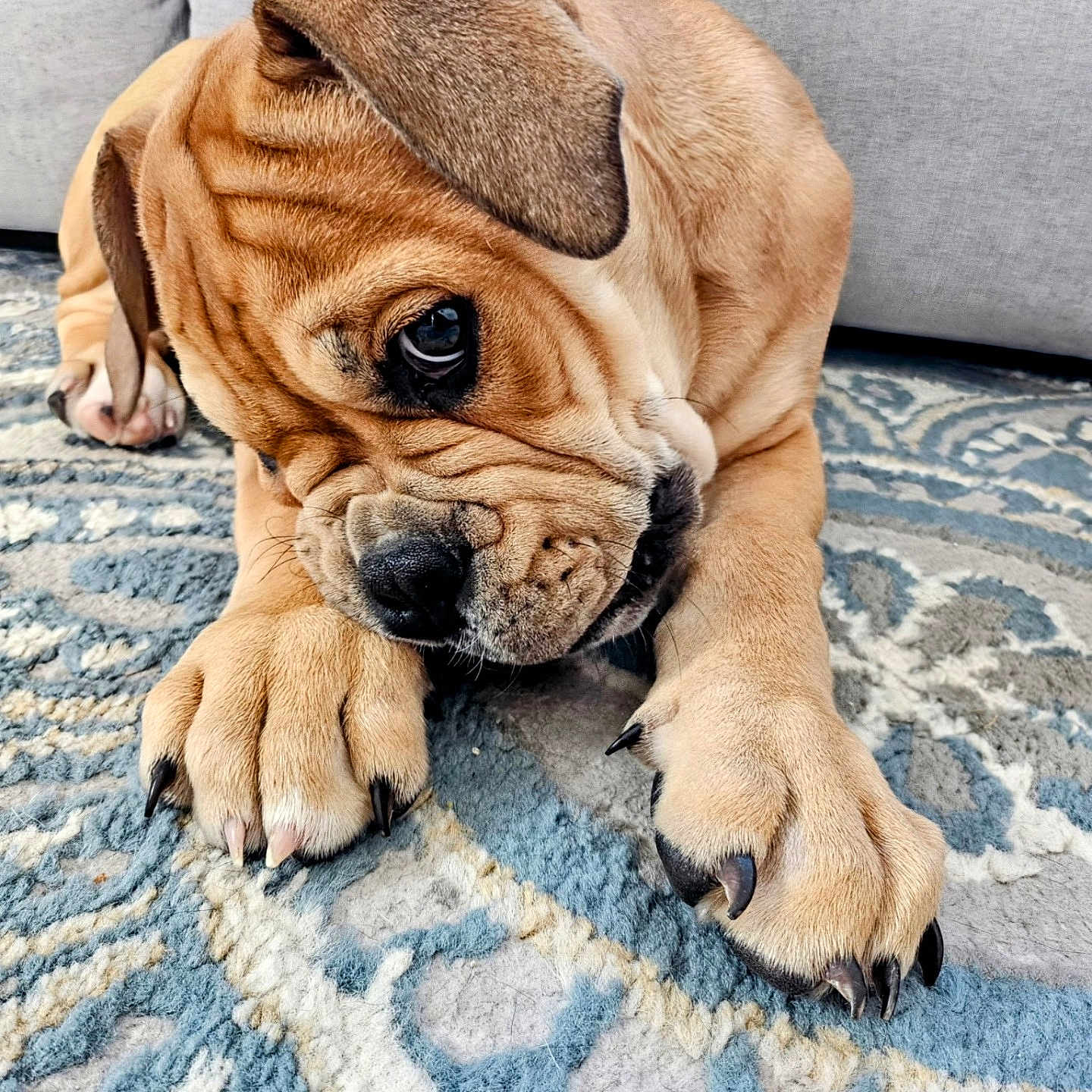 Riley Jaxxs joined the competition — help win amazing prizes! animal, blanket, boxer, bulldog, canine, dog, dogbed, frenchbulldog, hound, indoors, interiordesign, person, pet, pitbull, pug, puppy, sleeping, snout