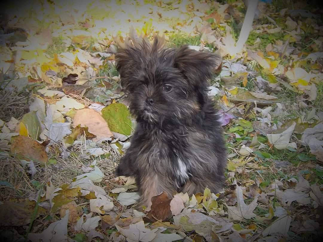 Gidget is registered to the contest to win money with this photo: affenpinscher, bolonka, cairn_terrier, canidae, carnivore, chinese_imperial_dog, companion_dog, dog, dog_breed, havanese, mammal, morkie, poodle_crossbreed, puppy, pyrenean_shepherd, schnoodle, snout, terrier, yorkipoo, yorkshire_terrier
