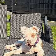 Arès participe au concours pour gagner de l'argent avec cette photo : dog, outdoor, sunlight, chair, woven_furniture, garden, grass, fence, pet, animal, relaxing, daytime, summer, collar, canine, resting, backyard, nature, blue_sky, sunny
