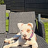 dog, outdoor, sunlight, chair, woven_furniture, garden, grass, fence, pet, animal, relaxing, daytime, summer, collar, canine, resting, backyard, nature, blue_sky, sunny