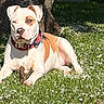 Arès participe au concours pour gagner de l'argent avec cette photo : dog, grass, tree, stick, outdoor, pet, sunlight, nature, animal, collar, white_petals, brown_and_white, relaxed, daytime, canine, greenery, sidewalk, shadow, park, leisure