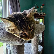 Fiona is registered to the contest to win money with this photo: cat, tabby_cat, cat_tree, window, curtain, indoor, furniture, pet, whiskers, fur, ears, eye, reflection, wooden_cabinet, decor, green_wall, natural_light, animal, relaxing, closeup