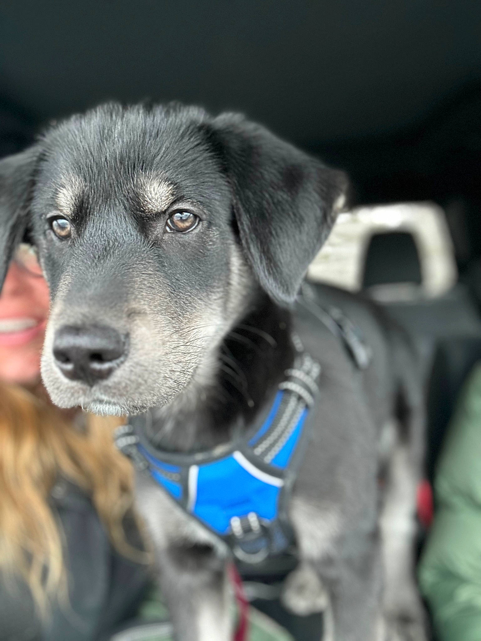 Baloo joined the competition — help win amazing prizes! borador, canidae, carnivore, collar, companion_dog, dog, dog_breed, dog_collar, electric_blue, fur, guard_dog, gun_dog, leash, personal_protective_equipment, snout, sporting_group, street_dog, whiskers, working_animal, working_dog