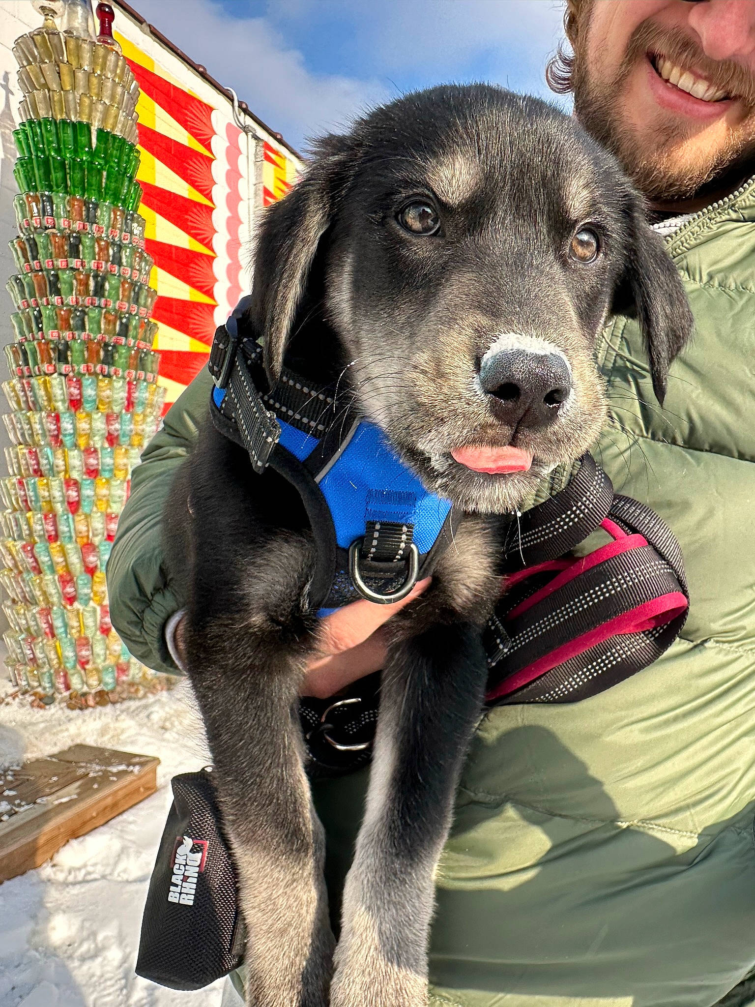 Baloo is registered to the contest to win money with this photo: beard, carnivore, cloud, collar, companion_dog, dog, dog_breed, dog_collar, dog_supply, fashion_accessory, fur, happy, leash, personal_protective_equipment, pet_supply, sky, smile, snout, sporting_group, working_animal