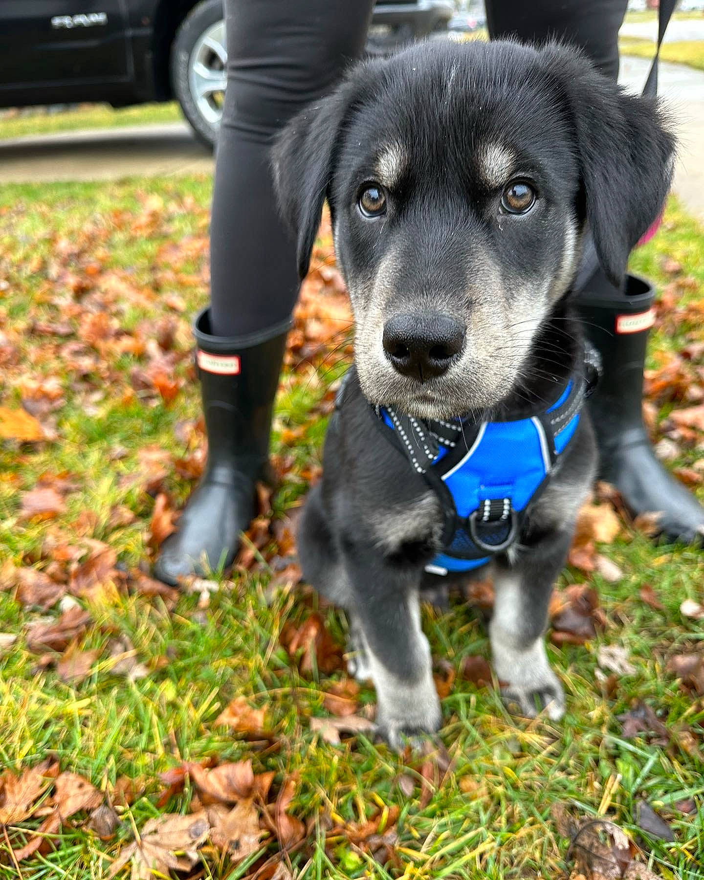 Baloo is registered to the contest to win money with this photo: borador, carnivore, collar, companion_dog, dog, dog_breed, dog_collar, dog_supply, electric_blue, grass, leash, personal_protective_equipment, plant, terrestrial_animal, tire, vehicle, wheel, whiskers, working_animal, working_dog