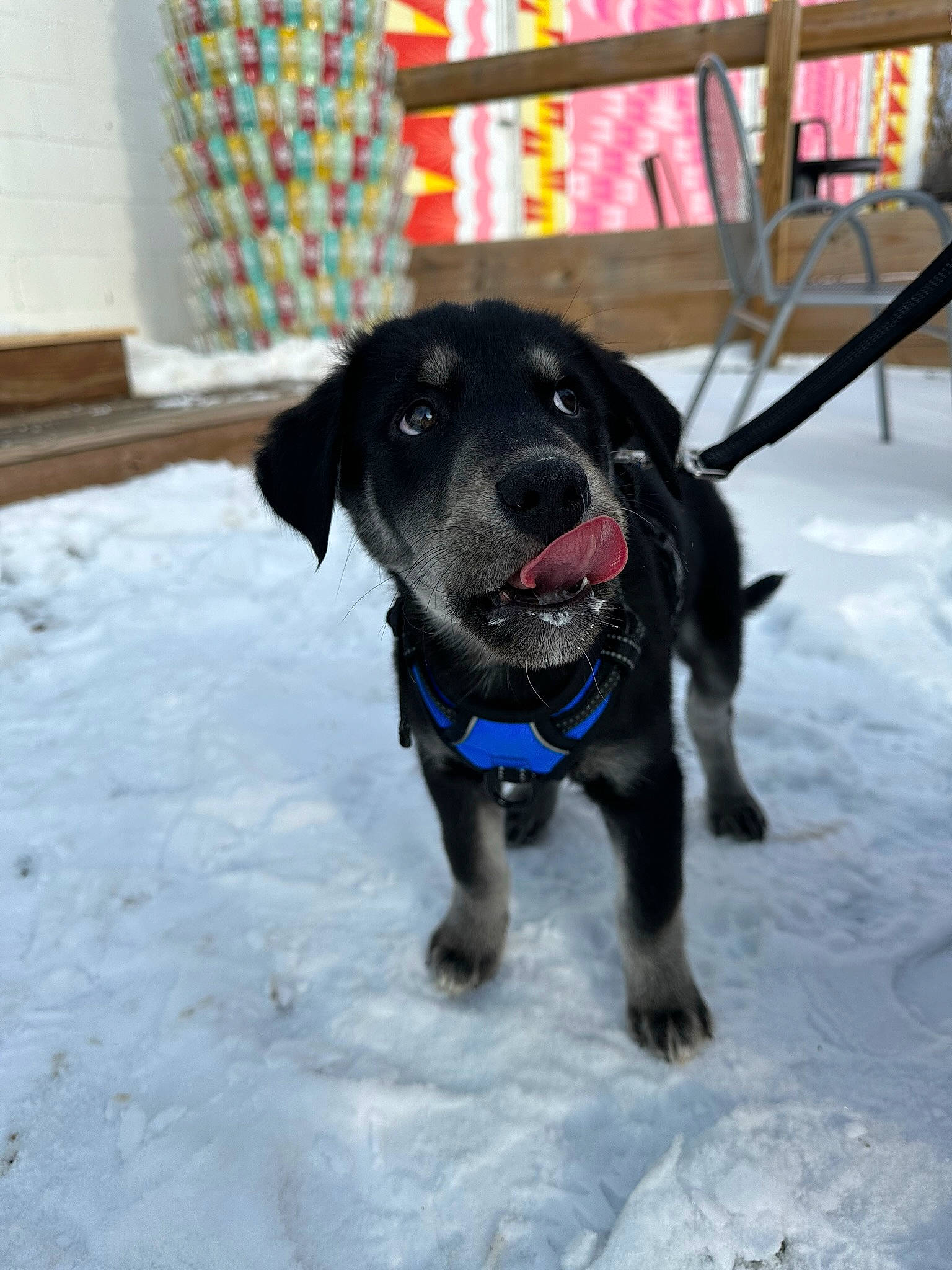 Baloo is registered to the contest to win money with this photo: canidae, carnivore, collar, companion_dog, dog, dog_breed, dog_clothes, dog_collar, dog_supply, event, freezing, fur, guard_dog, leash, pet_supply, snow, sporting_group, whiskers, winter, working_animal