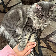 Chloe joined the competition — help win amazing prizes! animal, cat, close_up, comfort, couch, cozy, cushion, domestic_cat, feline, fluffy, fur, gray_cat, hand, human_hand, indoor, interaction, paw, pet, resting, soft