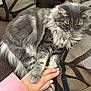 animal, cat, close_up, comfort, couch, cozy, cushion, domestic_cat, feline, fluffy, fur, gray_cat, hand, human_hand, indoor, interaction, paw, pet, resting, soft