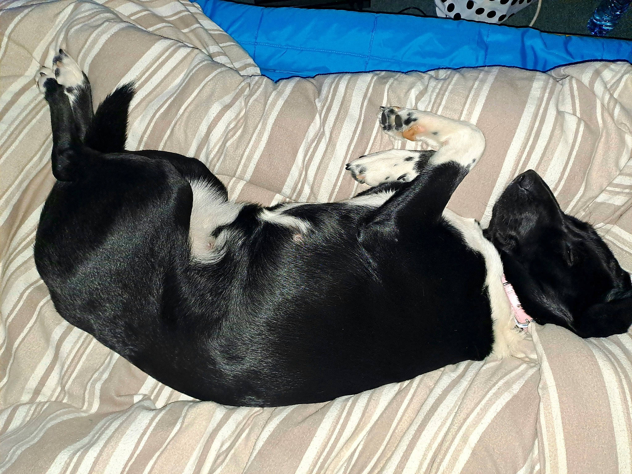 Bella a rejoint le concours — aidez-le/la à gagner de superbes lots ! canidae, carnivore, comfort, companion_dog, couch, dog, dog_breed, fawn, felidae, foot, fur, linens, mammal, nap, small_to_medium_sized_cats, sporting_group, tail, vertebrate, whiskers, working_animal