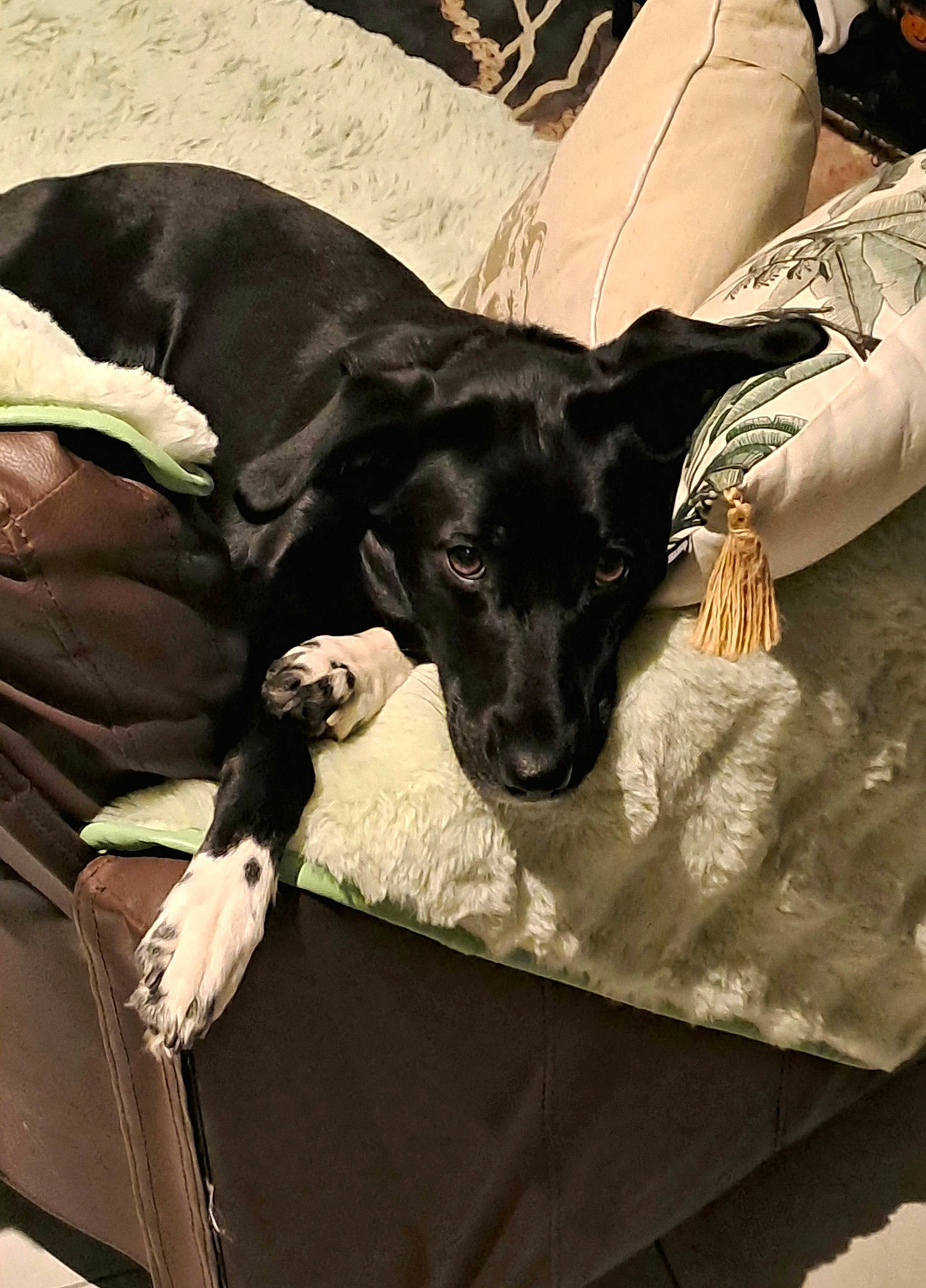 Bella a rejoint le concours — aidez-le/la à gagner de superbes lots ! borador, canidae, carnivore, comfort, companion_dog, dog, dog_breed, fawn, fur, guard_dog, linens, montenegrin_mountain_hound, nap, paw, puppy, snout, sporting_group, toy_dog, whiskers, working_animal