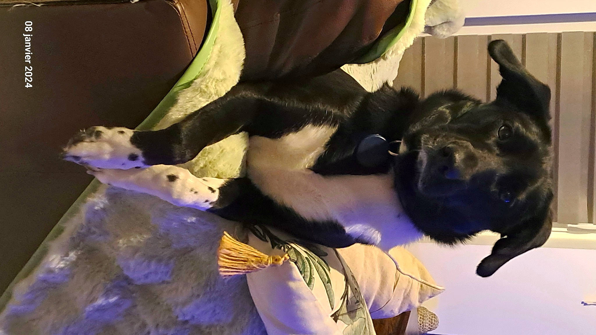 Bella participe au concours pour gagner de l'argent avec cette photo : canidae, collar, companion_dog, dog, dog_breed, event, fun, fur, natural_material, plush, purple, tail, working_animal