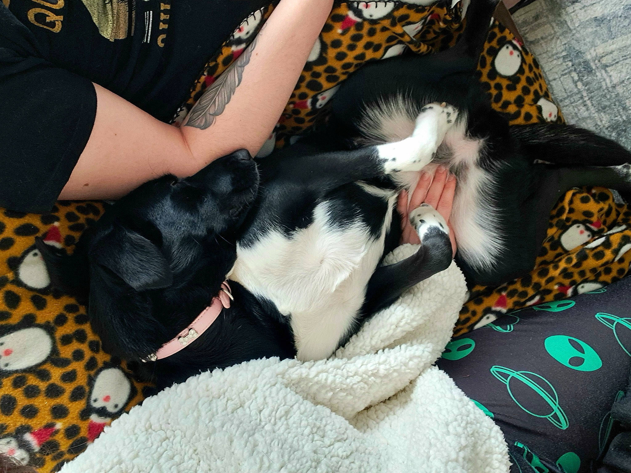 Bella participe au concours pour gagner de l'argent avec cette photo : black_hair, canidae, carnivore, collar, comfort, companion_dog, couch, dog, dog_breed, ear, felidae, fur, lap, linens, nap, non_sporting_group, small_to_medium_sized_cats, sporting_group, tail, thigh