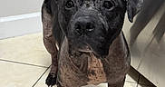 Coleman joined the competition — help win amazing prizes! animal, appliance, black, canine, companion, curious, dog, domestic, ears, floor, indoor, kitchen, looking, mat, muzzle, paws, pet, short_hair, standing, tile