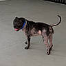 Coleman is registered to the contest to win money with this photo: dog, brindle, collar, blue_collar, tongue_out, pet, animal, indoor, floor, gate, metal_gate, black_gate, standing, looking_back, canine, domestic_animal, empty_space, concrete_floor, playful, young_dog