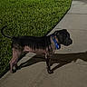 Coleman is registered to the contest to win money with this photo: dog, sidewalk, grass, night, shadow, collar, pet, animal, outdoor, concrete, lawn, curved_path, canine, quiet, alert, dark_coat, evening, walkway, nature, leisure