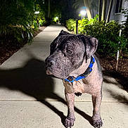 Coleman joined the competition — help win amazing prizes! dog, animal, pet, blue_collar, sidewalk, night, shadow, outdoor, greenery, plants, street_lamp, concrete, canine, mammal, walking_path, quiet, alone, spotlight, urban, nature