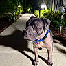 dog, animal, pet, blue_collar, sidewalk, night, shadow, outdoor, greenery, plants, street_lamp, concrete, canine, mammal, walking_path, quiet, alone, spotlight, urban, nature
