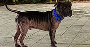 Coleman is registered to the contest to win money with this photo: dog, blue_collar, patio, stone_paving, night, plants, greenery, garden_lights, outdoor, alert, animal, pet, side_view, standing, leash_ring, fur, tail, ears, shadow, nature