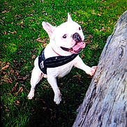 Tyson a rejoint le concours — aidez-le/la à gagner de superbes lots ! animal, canine, close_up, daylight, dog, excited, french_bulldog, grass, happy, harness, leaves, mammal, nature, outdoor, park, pet, playful, tongue_out, tree, white_dog