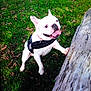 animal, canine, close_up, daylight, dog, excited, french_bulldog, grass, happy, harness, leaves, mammal, nature, outdoor, park, pet, playful, tongue_out, tree, white_dog