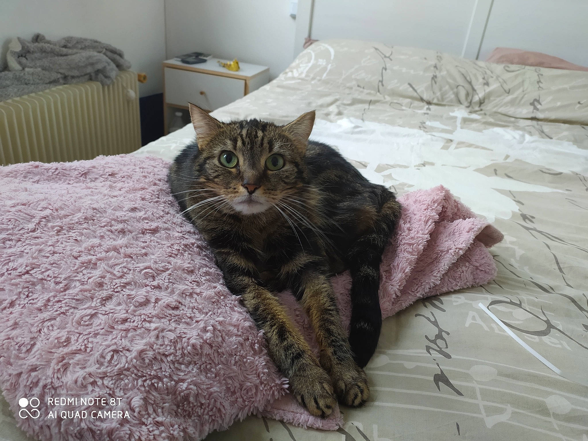 Icetea participe au concours pour gagner de l'argent avec cette photo : american_shorthair, asian, bed, bed_sheet, british_semi_longhair, carnivore, cat, domestic_short_haired_cat, dragon_li, european_shorthair, felidae, fur, furniture, kitten, pixie_bob, room, small_to_medium_sized_cats, tabby_cat, whiskers, wild_cat