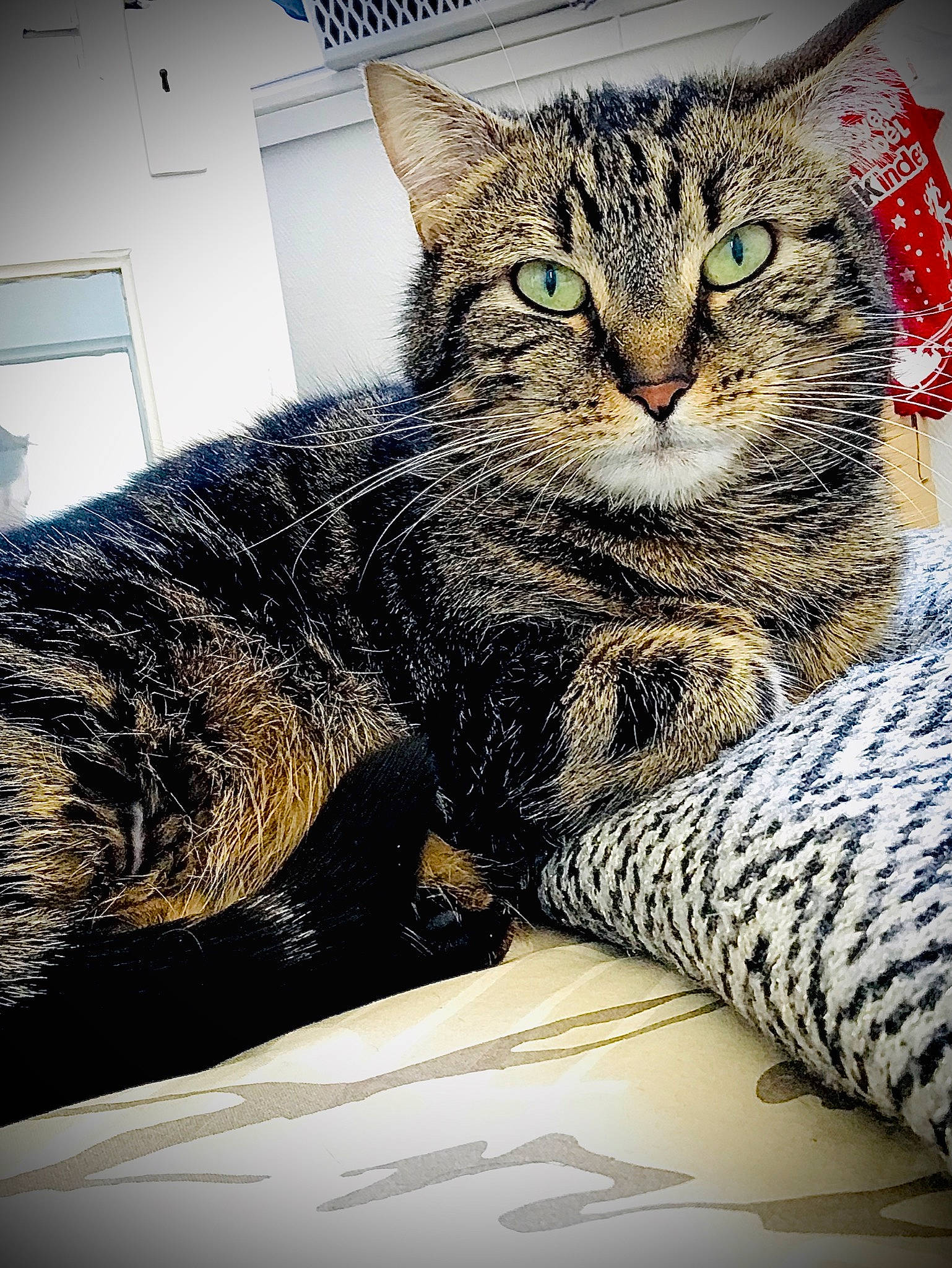 Icetea a rejoint le concours — aidez-le/la à gagner de superbes lots ! aegean_cat, american_shorthair, asian, california_spangled, carnivore, cat, domestic_short_haired_cat, dragon_li, egyptian_mau, european_shorthair, felidae, ocicat, pixie_bob, small_to_medium_sized_cats, snout, tabby_cat, whiskers, wild_cat