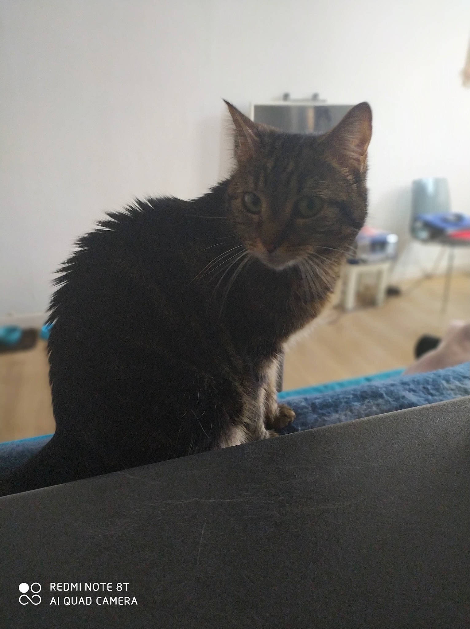 Icetea a rejoint le concours — aidez-le/la à gagner de superbes lots ! asian, black_cat, carnivore, cat, domestic_short_haired_cat, european_shorthair, felidae, fur, kitten, maine_coon, mammal, nebelung, norwegian_forest_cat, small_to_medium_sized_cats, tail, whiskers