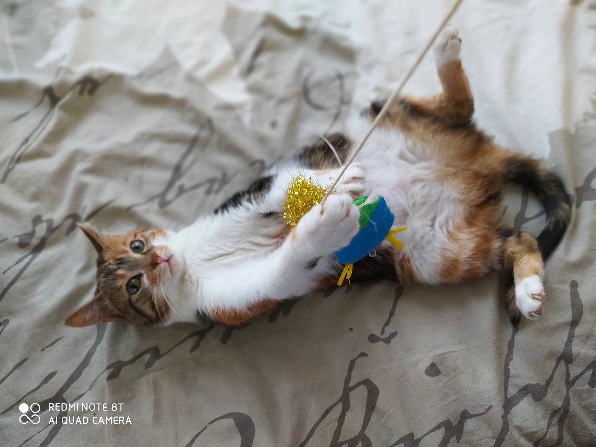 Lovely participe au concours pour gagner de l'argent avec cette photo : aegean_cat, carnivore, cat, claw, european_shorthair, fawn, felidae, fur, kitten, maine_coon, norwegian_forest_cat, ragamuffin, small_to_medium_sized_cats, tabby_cat, tail, whiskers