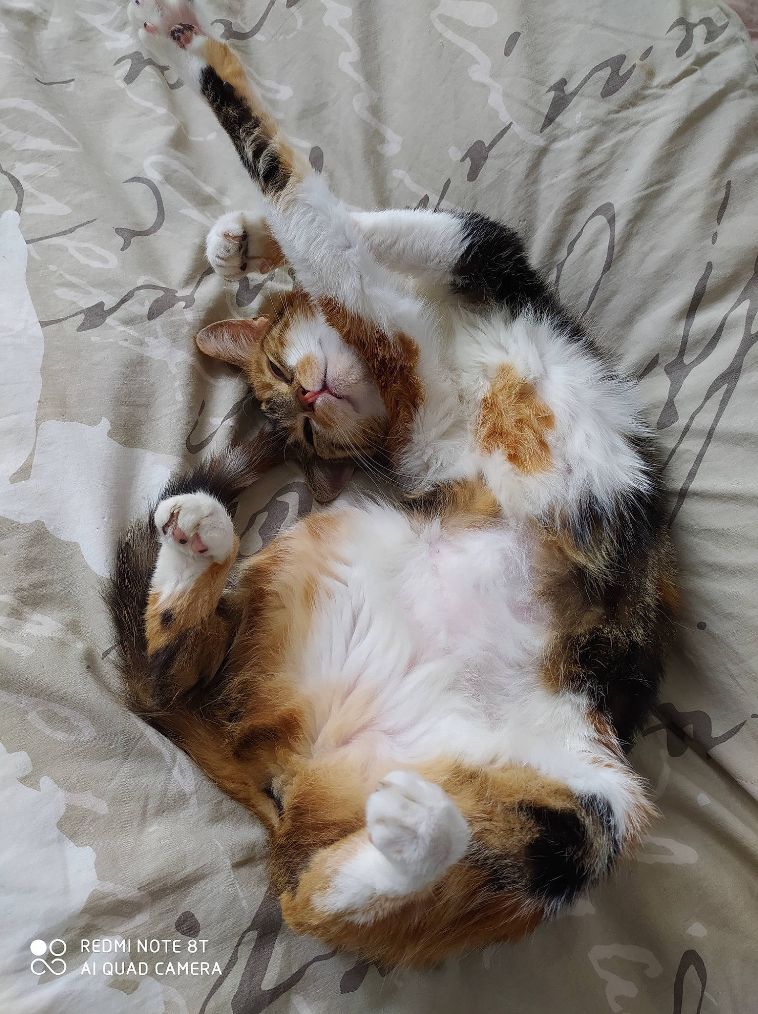 Lovely a rejoint le concours — aidez-le/la à gagner de superbes lots ! aegean_cat, carnivore, cat, claw, european_shorthair, felidae, fur, norwegian_forest_cat, small_to_medium_sized_cats, tail, whiskers