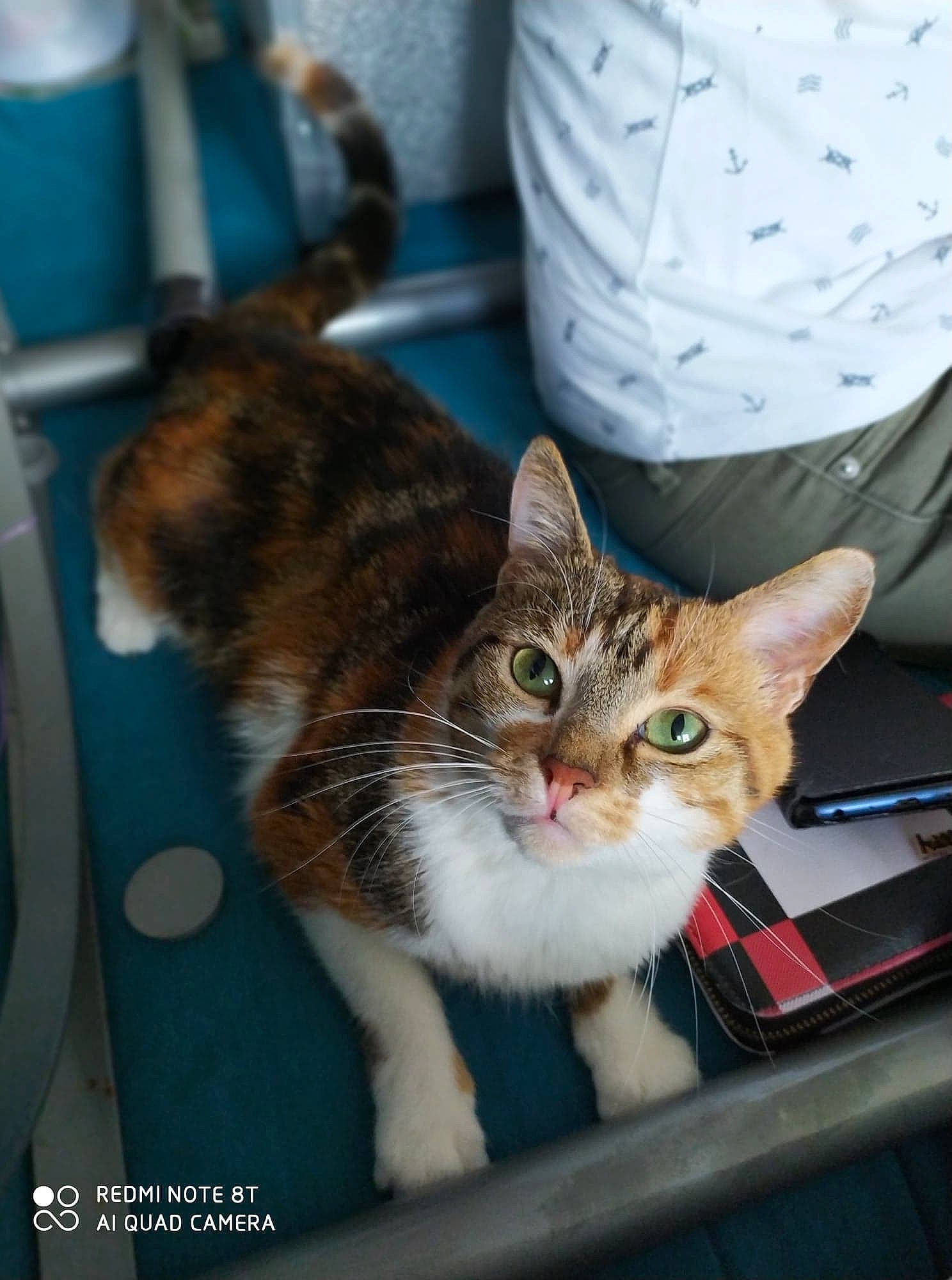 Lovely participe au concours pour gagner de l'argent avec cette photo : aegean_cat, american_wirehair, asian, carnivore, cat, domestic_short_haired_cat, dragon_li, ear, european_shorthair, felidae, fur, kitten, mammal, photo_caption, polydactyl_cat, small_to_medium_sized_cats, snapshot, tabby_cat, whiskers