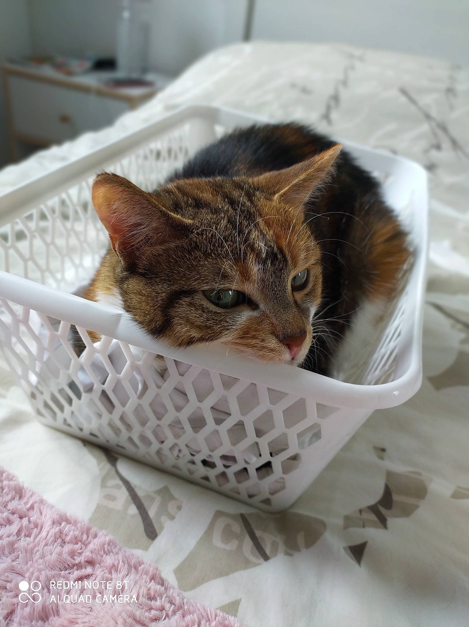 Lovely participe au concours pour gagner de l'argent avec cette photo : abyssinian, aegean_cat, asian, bengal, carnivore, cat, domestic_short_haired_cat, dragon_li, european_shorthair, fawn, felidae, fur, german_rex, kitten, ocicat, small_to_medium_sized_cats, tabby_cat, whiskers