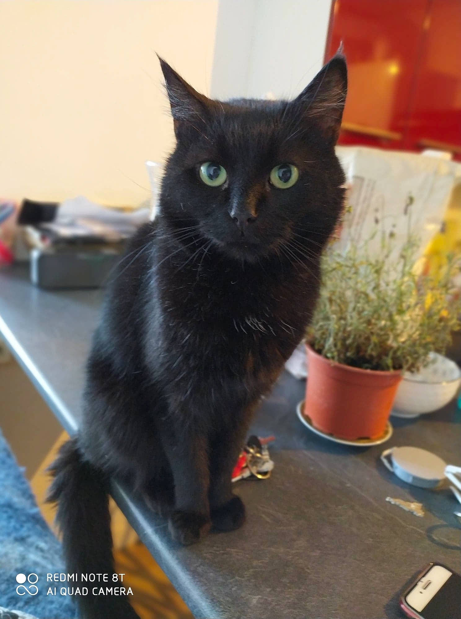 Gribouille participe au concours pour gagner de l'argent avec cette photo : asian, black_cat, bombay, carnivore, cat, domestic_short_haired_cat, felidae, kitten, korat, mammal, nebelung, small_to_medium_sized_cats, turkish_angora, vertebrate, whiskers