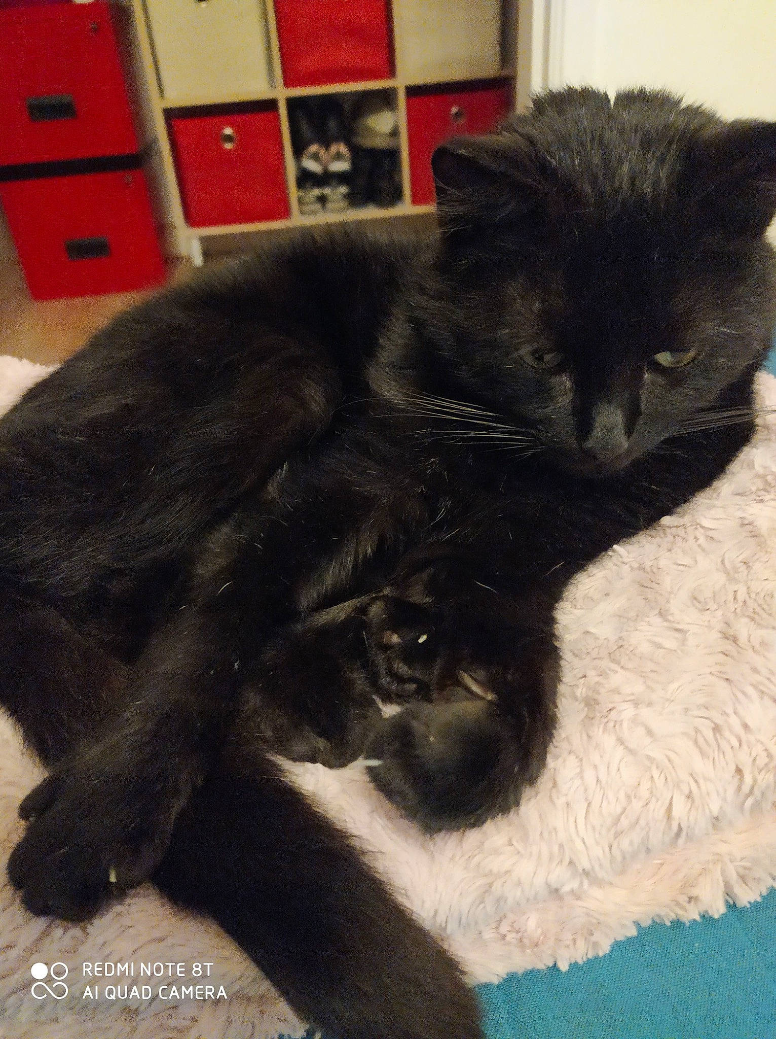 Gribouille a rejoint le concours — aidez-le/la à gagner de superbes lots ! black_cat, carnivore, cat, domestic_long_haired_cat, felidae, fur, kitten, mammal, small_to_medium_sized_cats, tail, vertebrate, whiskers