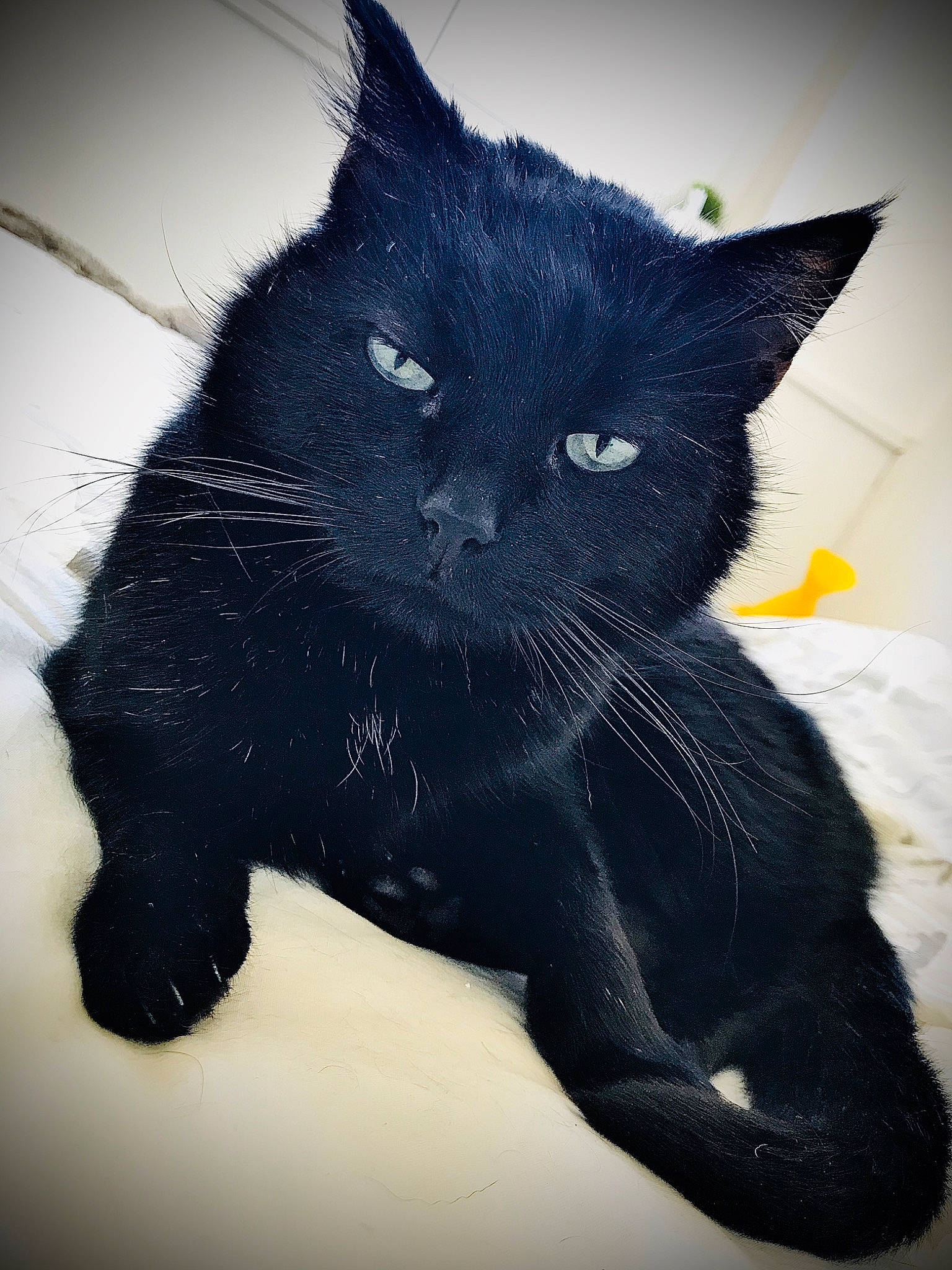 Gribouille a rejoint le concours — aidez-le/la à gagner de superbes lots ! asian, black, black_cat, bombay, carnivore, cat, domestic_short_haired_cat, felidae, fur, small_to_medium_sized_cats, snout, tail, whiskers