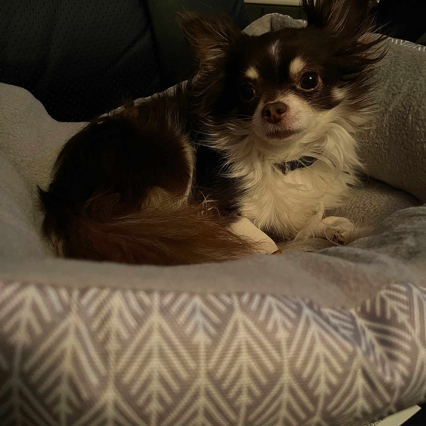 Giovanni is registered to the contest to win money with this photo: animal, brown_and_white, close_up, comfortable, companion, cozy, cute, dog, domestic_animal, ears, fluffy, fur, home, indoor, pet_bed, portrait, relaxed, resting, sleepy, small_dog