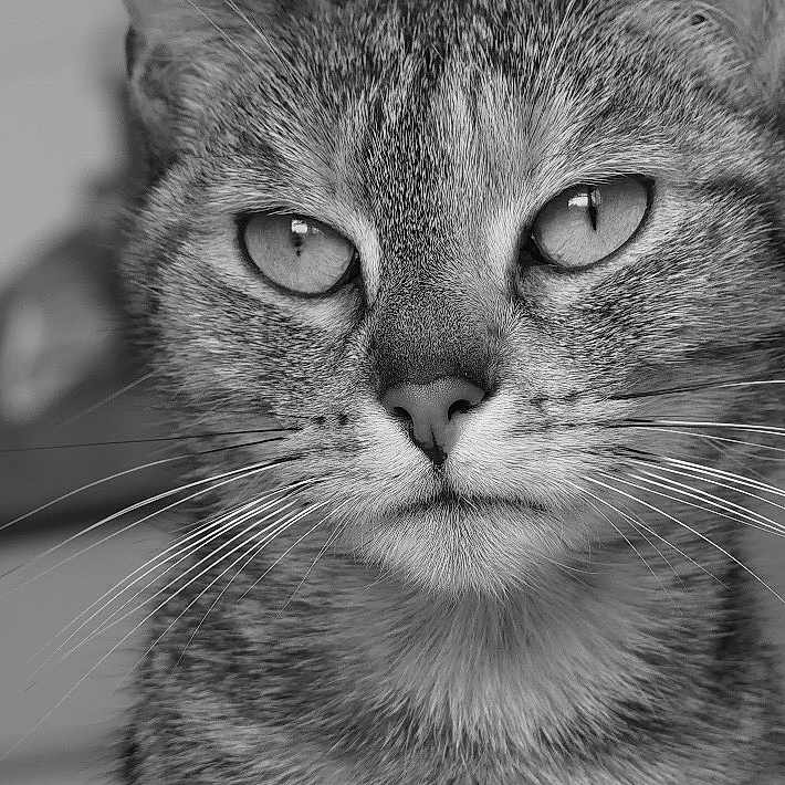 Nala a rejoint le concours — aidez-le/la à gagner de superbes lots ! cat, close_up, black_and_white, whiskers, face, animal, pet, feline, portrait, eyes, indoor, focused, fur, muzzle, nose, expression, domestic_animal, wildlife, sharp, detailed