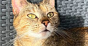 Nala a rejoint le concours — aidez-le/la à gagner de superbes lots ! animal, cat, chair, closeup, coffee_cup, curious, domestic, ears, feline, fur, indoor, morning, pet, portrait, relaxed, resting, sunlight, tabby, whiskers, woven