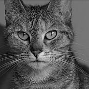 Nala participe au concours pour gagner de l'argent avec cette photo : animal, black_and_white, cat, close_up, expression, eyes, face, feline, focused, fur, head, indoor, looking, mammal, pet, portrait, serious, still, tabby, whiskers