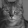 animal, black_and_white, cat, close_up, expression, eyes, face, feline, focused, fur, head, indoor, looking, mammal, pet, portrait, serious, still, tabby, whiskers