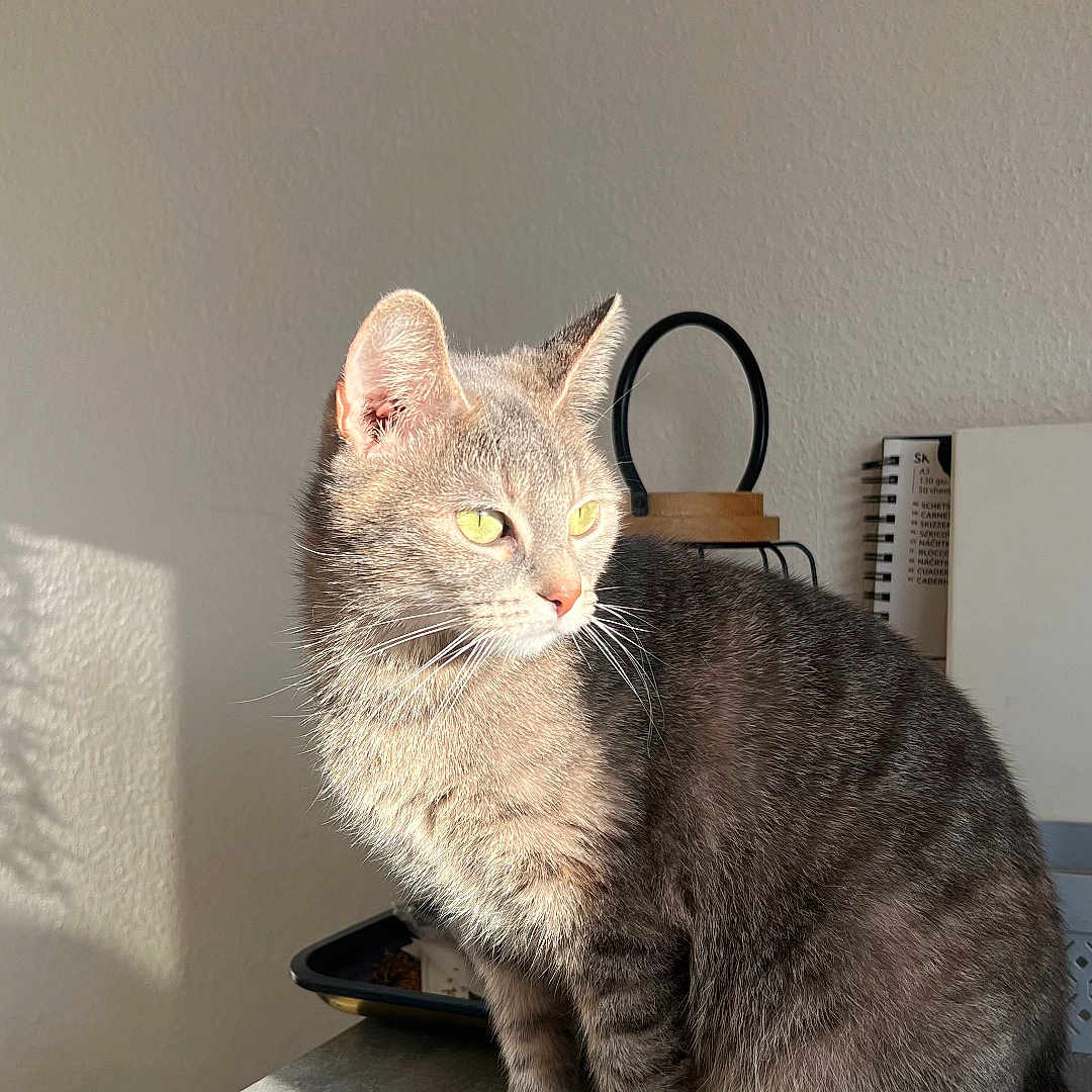 Choupette participe au concours pour gagner de l'argent avec cette photo : cat, gray_tabby, sunlight, indoor, countertop, pet, feline, animal, sitting, whiskers, tail, ears, yellow_eyes, domestic_cat, fur, looking_away, household, calm, shadow, wall