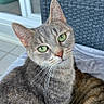 animal, blanket, cat, close_up, companion, cozy, cup, curious, domestic, feline, furniture, green_eyes, indoor, pet, relaxed, soft_texture, tabby_cat, two_cats, whiskers, wicker_chair