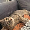 Choupette a rejoint le concours — aidez-le/la à gagner de superbes lots ! cat, gray_tabby, tattoo, arm, couch, indoor, relaxing, pet, feline, whiskers, green_eyes, fur, close_up, resting, hand, blanket, comfortable, domestic_animal, cozy, living_room