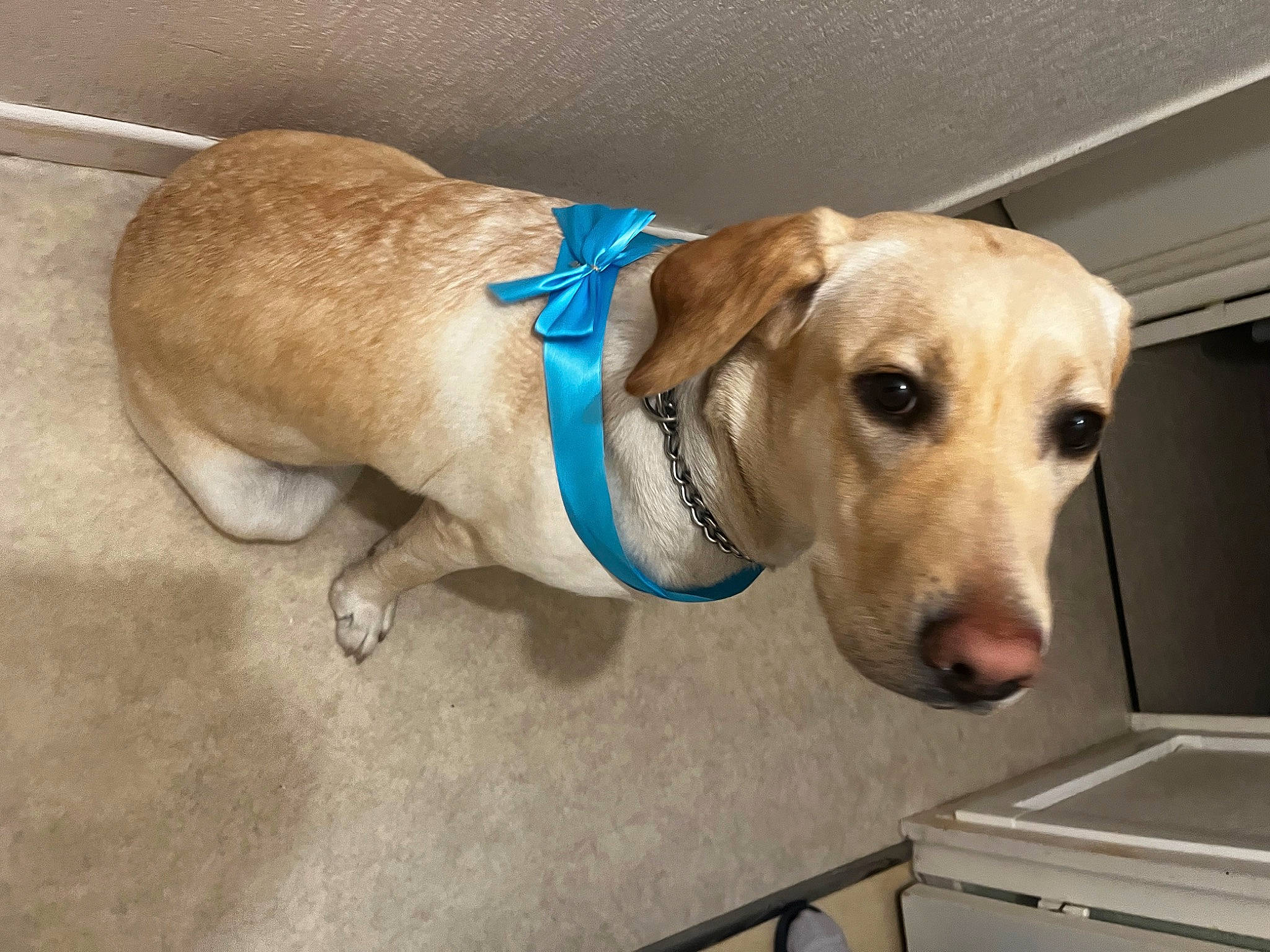 Tennessee a rejoint le concours — aidez-le/la à gagner de superbes lots ! canidae, carnivore, collar, companion_dog, dog, dog_breed, dog_collar, dog_supply, fawn, flooring, leash, paw, pet_supply, scale, service, sporting_group, tail, waste_container, whiskers, working_animal