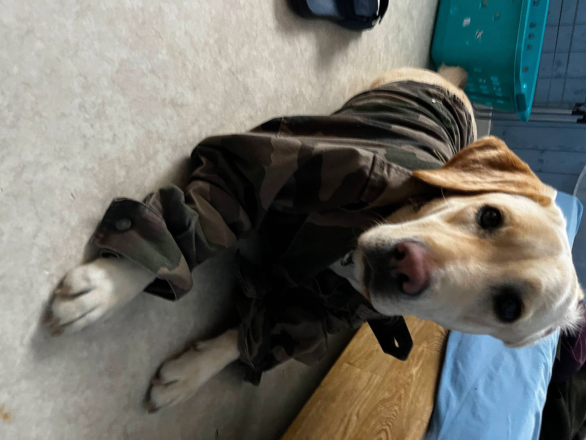 Tennessee a rejoint le concours — aidez-le/la à gagner de superbes lots ! canidae, carnivore, collar, companion_dog, dog, dog_breed, dog_collar, dog_supply, fang, fawn, fur, guard_dog, non_sporting_group, snout, sporting_group, whiskers, working_animal