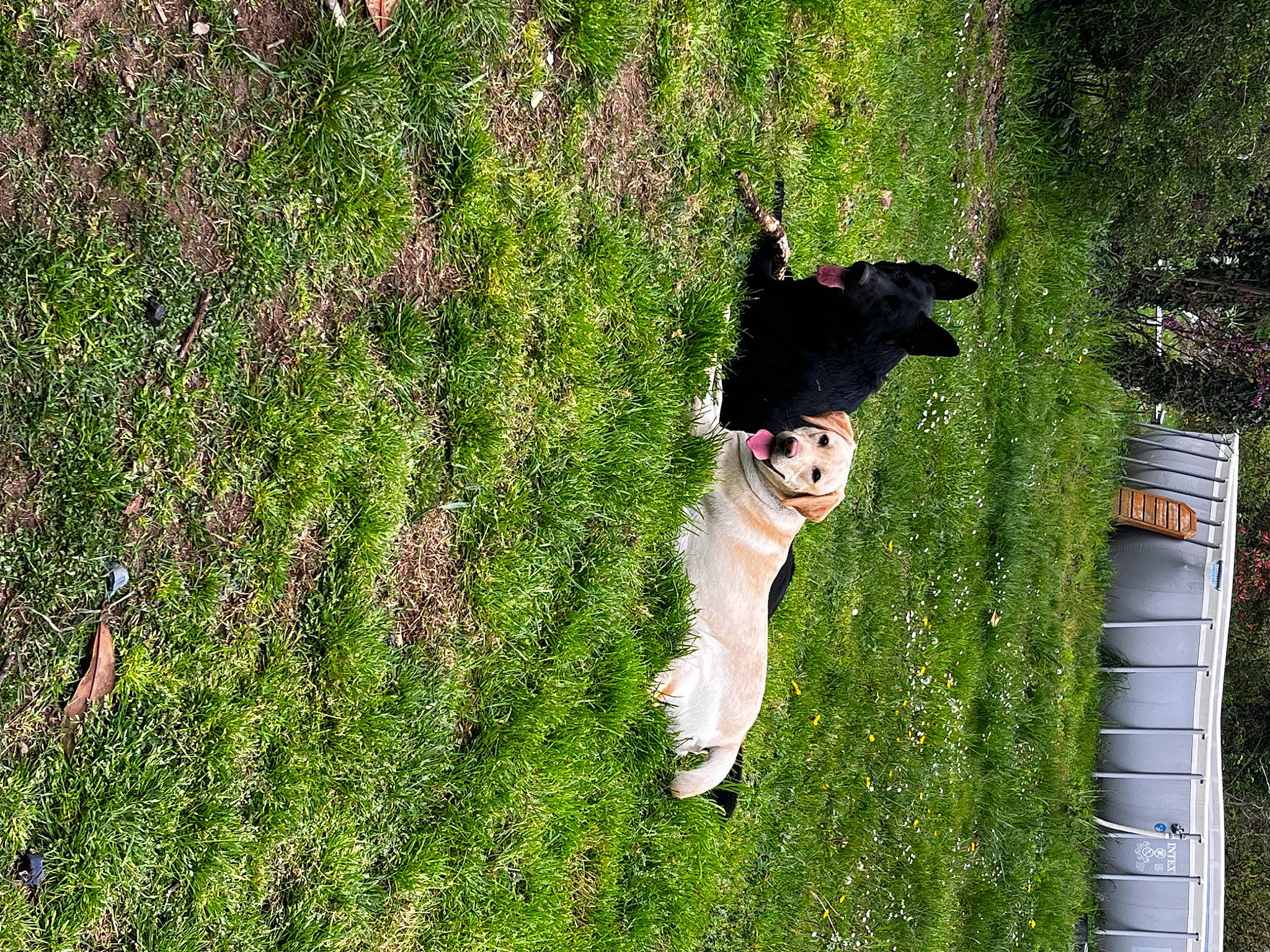 Tennessee a rejoint le concours — aidez-le/la à gagner de superbes lots ! carnivore, collar, companion_dog, dog, dog_breed, dog_collar, fawn, grass, grass_family, grassland, groundcover, lawn, leash, mammal, people_in_nature, plant, shrub, tail, tree, vertebrate